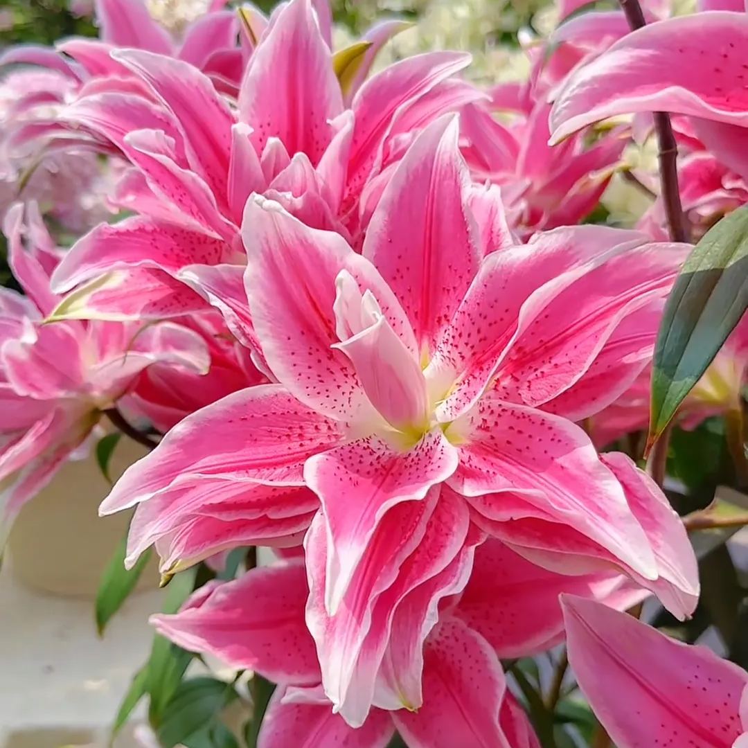 🌺Lily Bulbs—Fresh and Sweet | Buy 2 Get 8 Free🔥