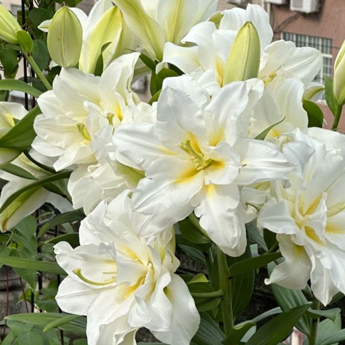 🌺Lily Bulbs—Fresh and Sweet | Buy 2 Get 8 Free🔥