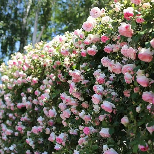 【7 days germination】🔥Last Day 70% OFF🌺Climbing Rose Seeds for Outdoor Planting Vibrant Ornamental Flowers for Family Garden Decoration