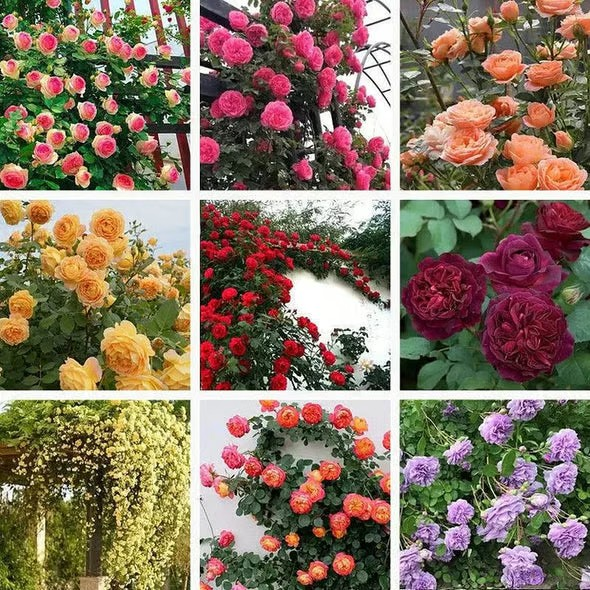 【7 days germination】🔥Last Day 70% OFF🌺Climbing Rose Seeds for Outdoor Planting Vibrant Ornamental Flowers for Family Garden Decoration