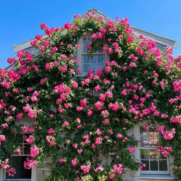 【7 days germination】🔥Last Day 70% OFF🌺Climbing Rose Seeds for Outdoor Planting Vibrant Ornamental Flowers for Family Garden Decoration