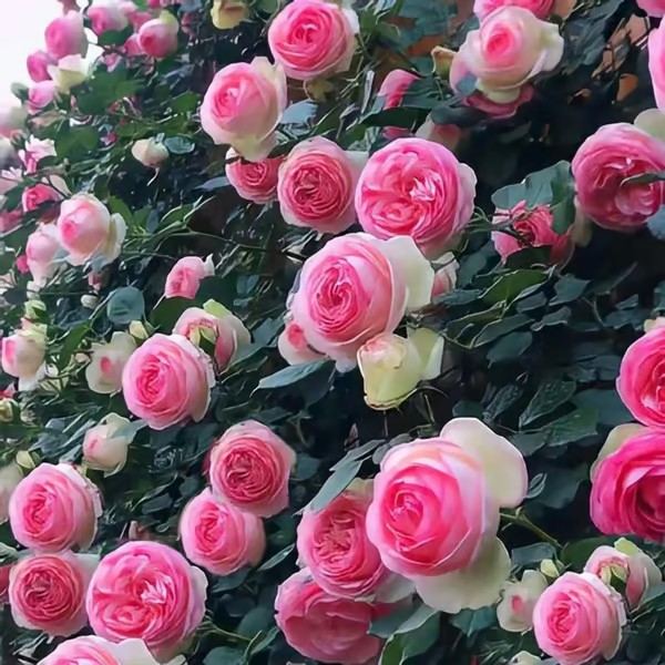 【7 days germination】🔥Last Day 70% OFF🌺Climbing Rose Seeds for Outdoor Planting Vibrant Ornamental Flowers for Family Garden Decoration
