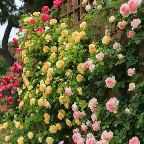 Climbing Rose Vine Seeds 🌹Amazing Roses Today (Buy 1 Get 1 Free)