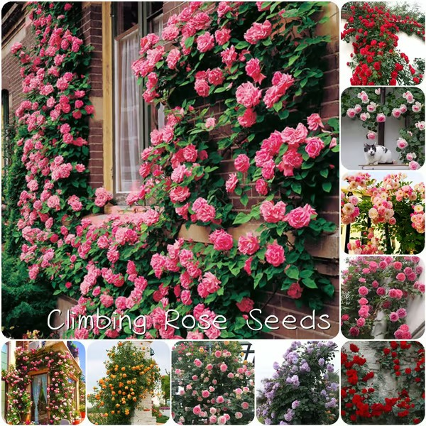 【7 days germination】🔥Last Day 70% OFF🌺Climbing Rose Seeds for Outdoor Planting Vibrant Ornamental Flowers for Family Garden Decoration