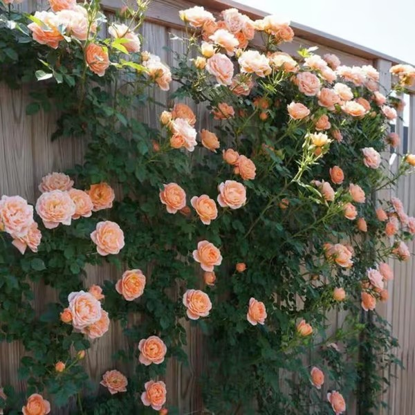 【7 days germination】🔥Last Day 70% OFF🌺Climbing Rose Seeds for Outdoor Planting Vibrant Ornamental Flowers for Family Garden Decoration