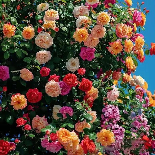 Climbing Rose Vine Seeds 🌹Amazing Roses Today (Buy 1 Get 1 Free)