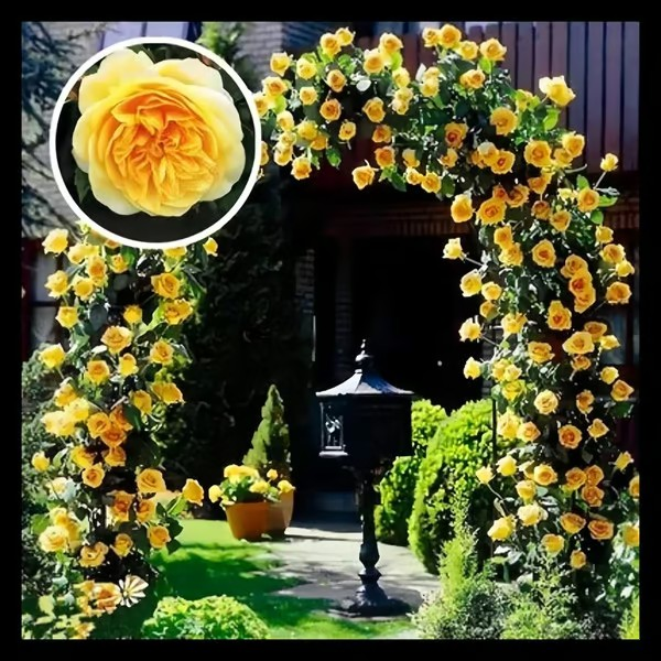 【7 days germination】🔥Last Day 70% OFF🌺Climbing Rose Seeds for Outdoor Planting Vibrant Ornamental Flowers for Family Garden Decoration