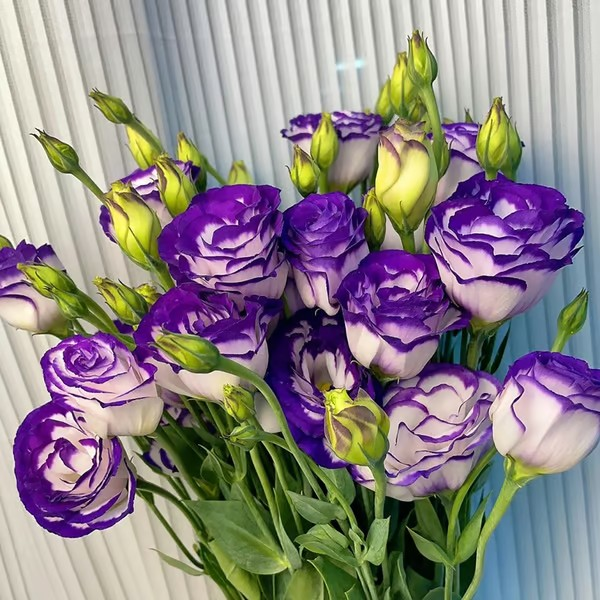🌱 12 days germination🔥Eustoma Thornless Rose💐Lisanthus Seeds